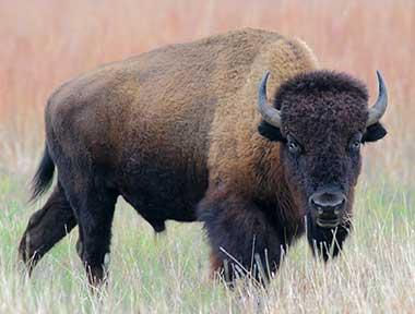 Mammal: bison
