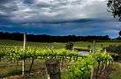 Approaching-storm-at-Bowyer-Ridge-Vineyard_edited.jpg