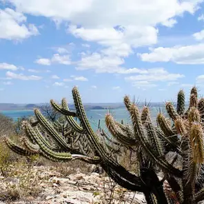 Caatinga: um patrimônio brasileiro que exige prioridade nacional
