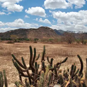 Dia Mundial de Combate à Desertificação: a defesa do futuro do Nordeste e da Caatinga