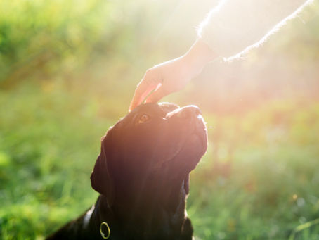 La conexión entre mascotas y espiritualidad