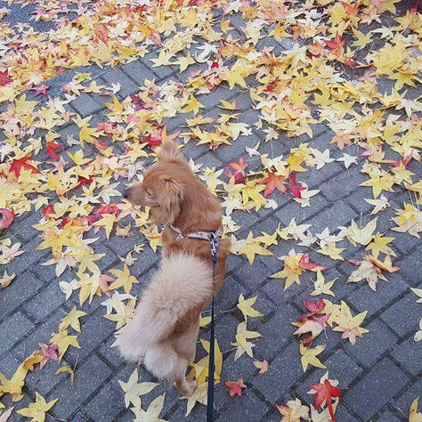 Simba in London