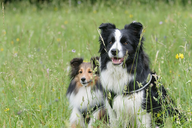 border-collie-1156818_1280.jpg