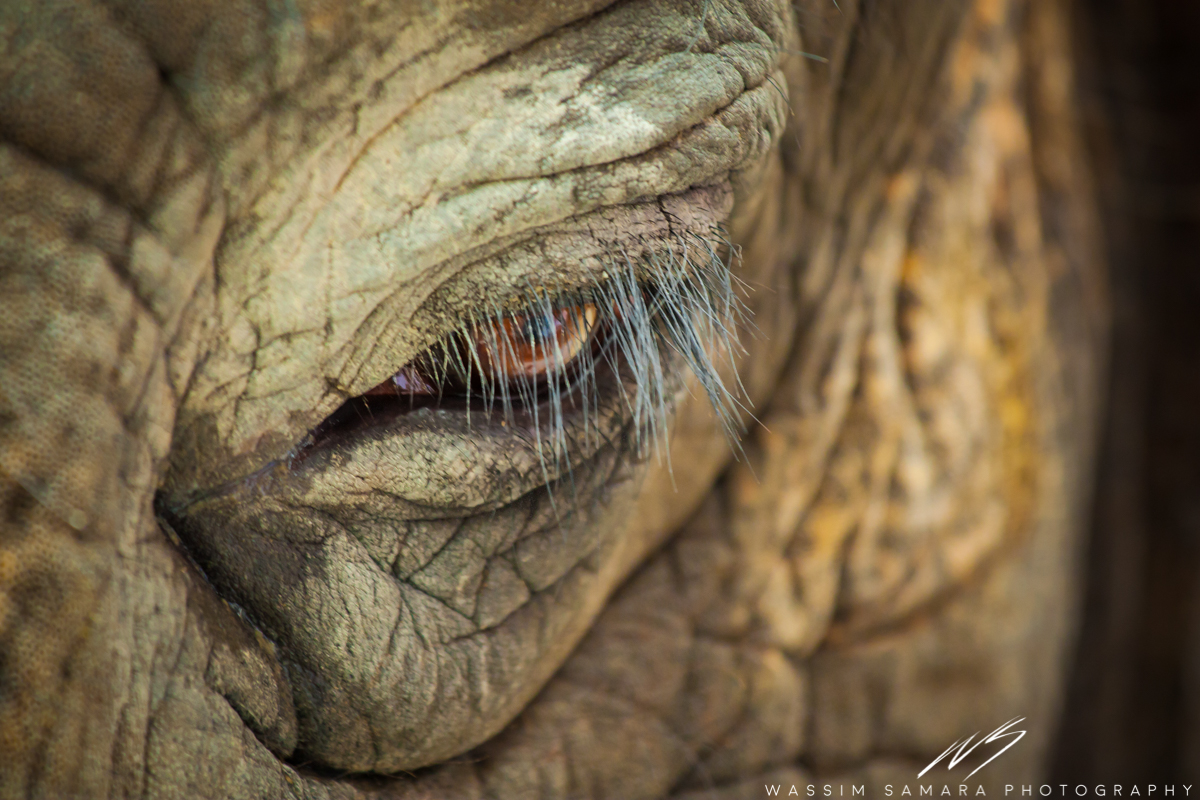 Tears of the Captive