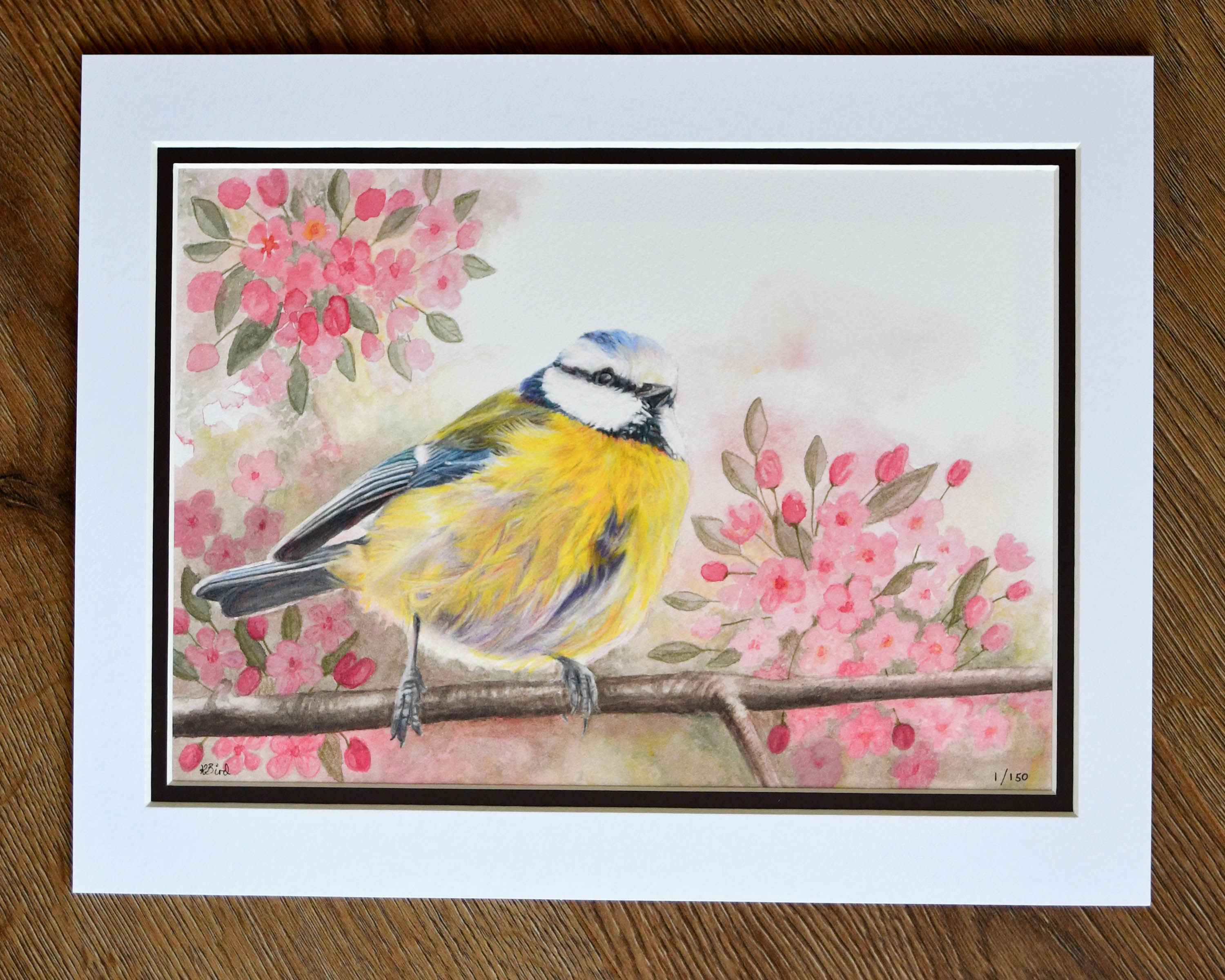 Blue Tit & Blossom Limited Edition Print