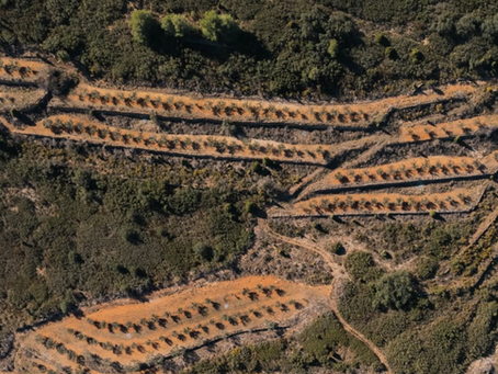 El éxito de la truficultura depende en gran medida de las condiciones climáticas, y el clima mediterráneo en la truficultura tiene un papel decisivo