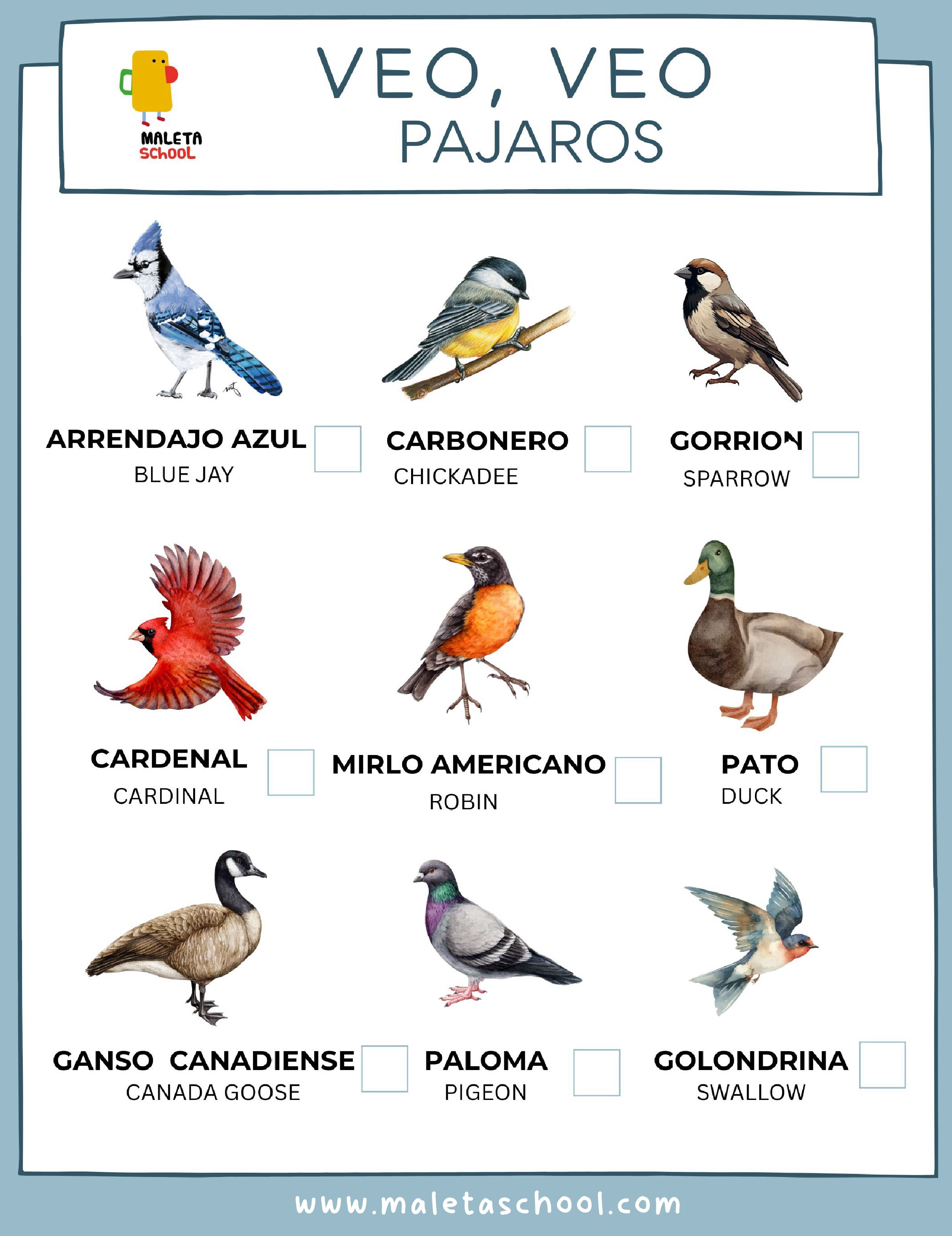 VEO VEO PAJAROS - BIRDS -