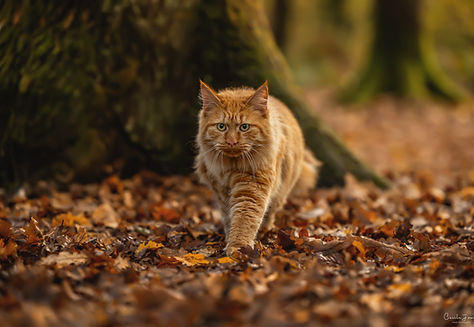 Cécile Joussé photographe animalier ille et vilaine