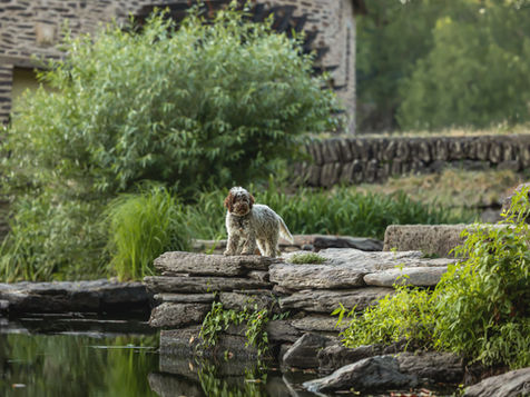 Cécile Joussé photographe animalier ille et vilaine