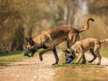 Cécile Joussé photographe animalier ille et vilaine