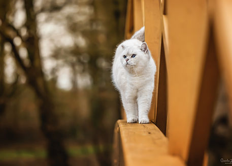 Cécile Joussé photographe animalier ille et vilaine