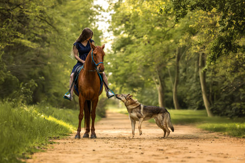Cécile Joussé photographe animalier ille et vilaine