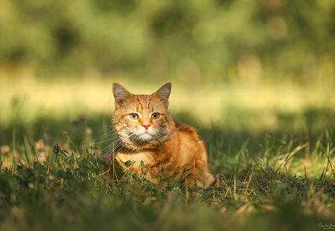 Cécile Joussé photographe animalier ille et vilaine