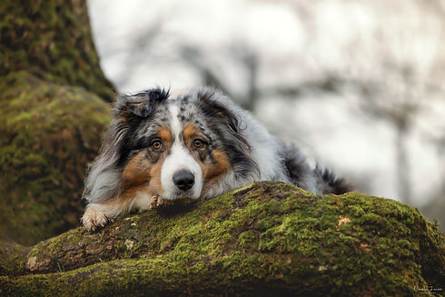 Cécile Joussé photographe animalier ille et vilaine