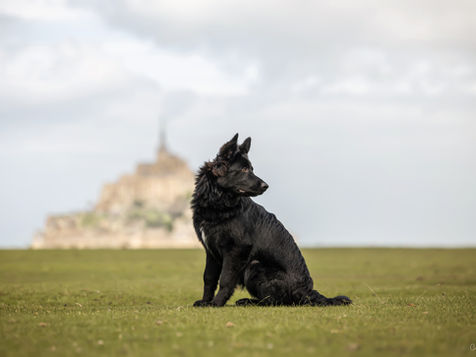 Cécile Joussé photographe animalier ille et vilaine