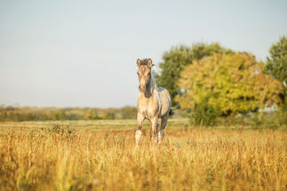 Cécile Joussé photographe animalier ille et vilaine