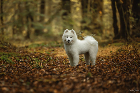 Cécile Joussé photographe animalier ille et vilaine