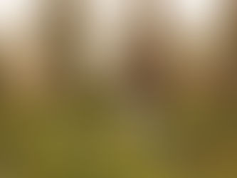 Les coulisses d’une séance photo animalière : à quoi s’attendre ?