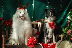 Cécile Joussé photographe animalier ille et vilaine