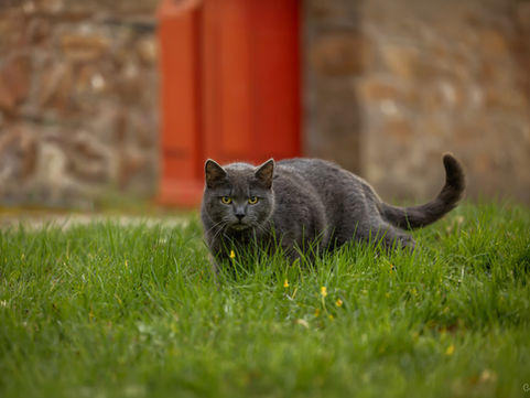 Cécile Joussé photographe animalier ille et vilaine