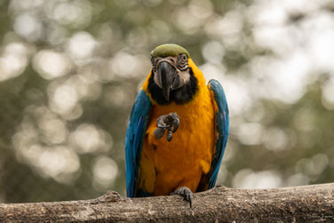 Cécile Joussé photographe animalier ille et vilaine