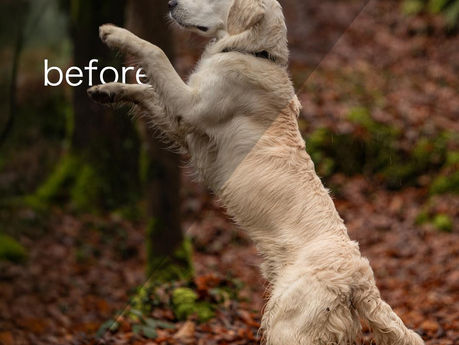 Comment améliorer ses photos d’animaux avec son téléphone : bases simples + ebook et presets