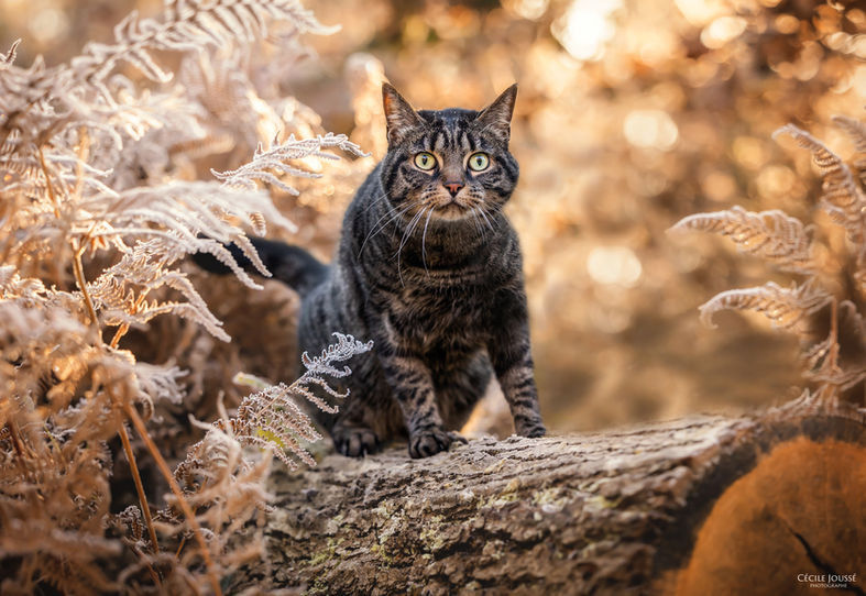 Cécile Joussé photographe animalier ille et vilaine