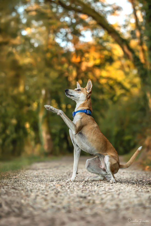 Cécile Joussé photographe animalier ille et vilaine