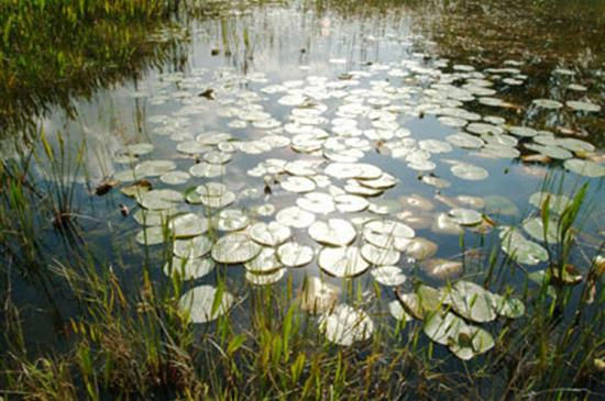 Long Key_Sunrise on Lillies