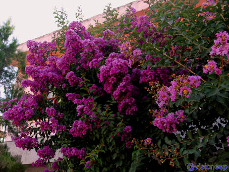Lapachos Rosados, Blancos y Amarillos