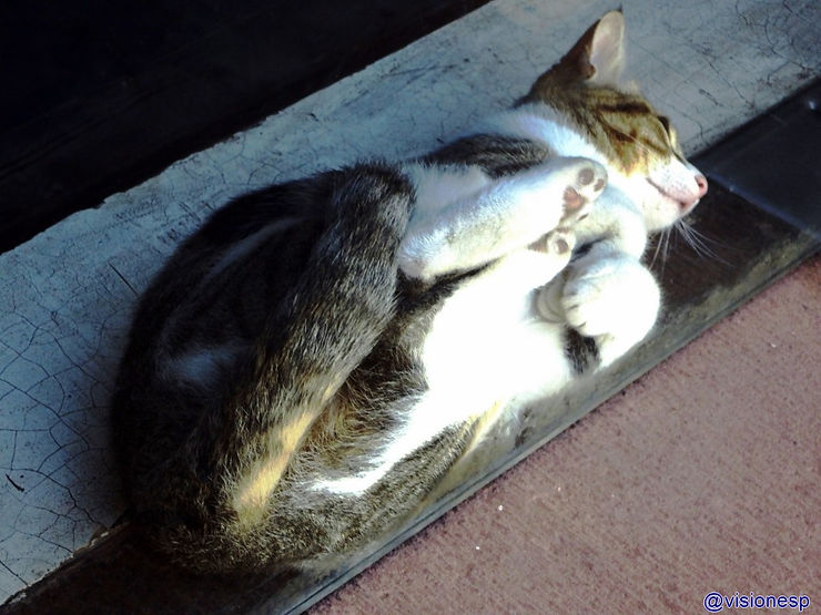 Gatos (179)