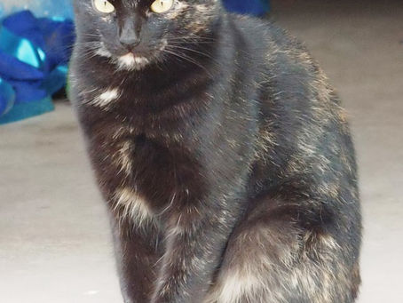 Gata negra