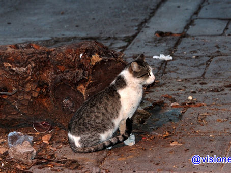 Oda al Gato