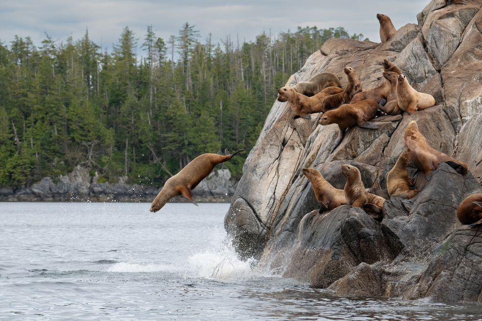 Sea Lions-6