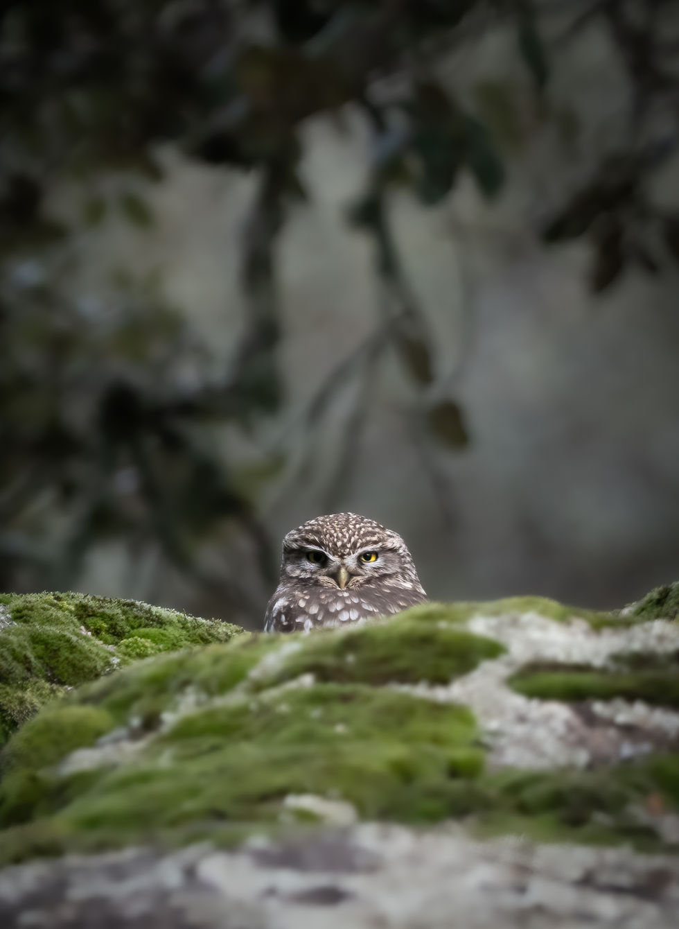 Little Owl-6