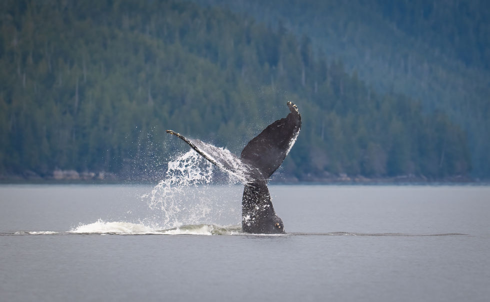 Whales-21
