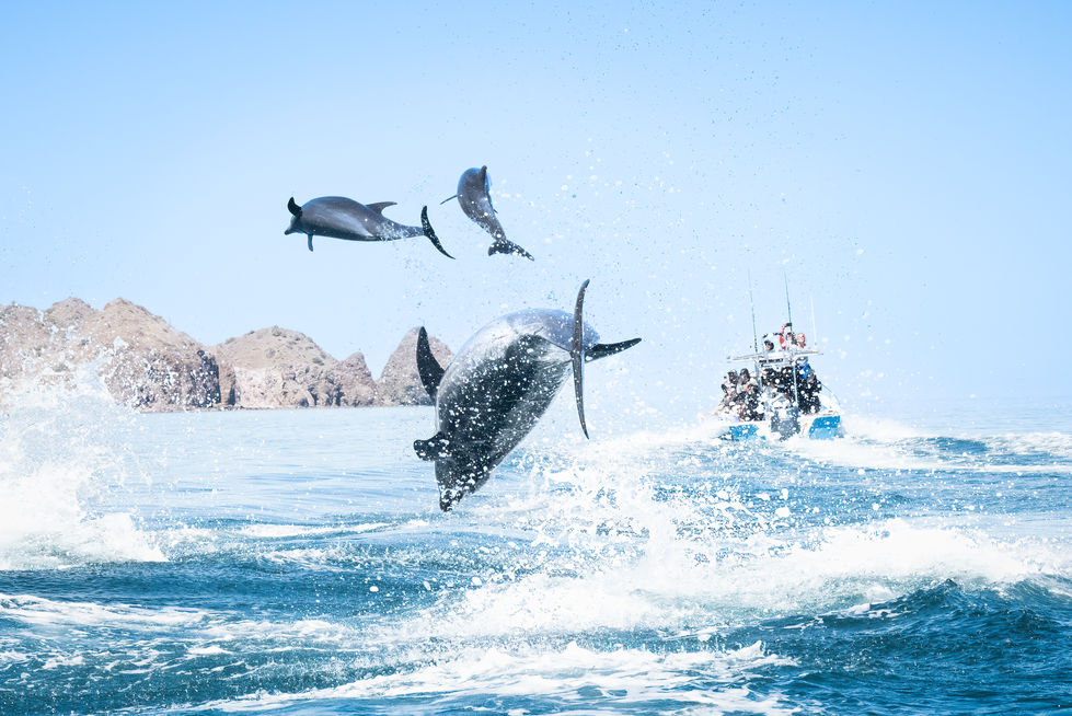 Dolphin-2