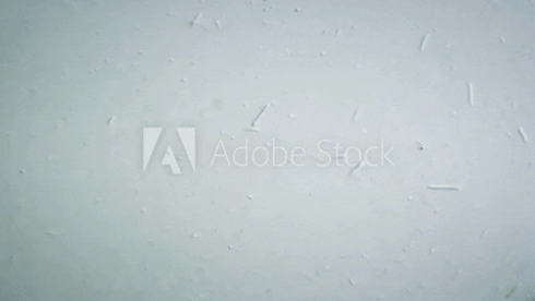 Animated GIF-downsized.gif