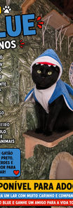 GATO PARA ADOÇÃO