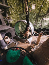 AMBIENTE CATPLACE