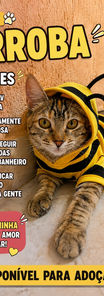 GATA PARA ADOÇÃO