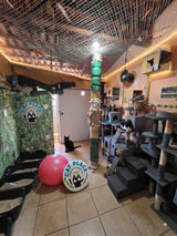 AMBIENTE CATPLACE