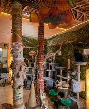 AMBIENTE CATPLACE
