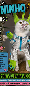 GATO PARA ADOÇÃO