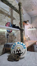 AMBIENTE CATPLACE