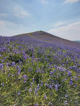 Cam Peak - bluebell haze for website home page.jpg