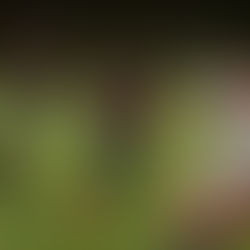 PLAYOFF PREVIEW: Britton Deerfield, Adrian, Clinton, Hudson, Madison, Onsted and Tecumseh Qualify