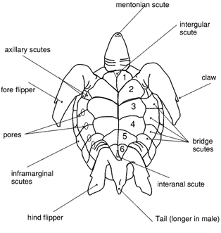Outside Parts of The Body