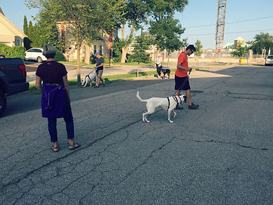 Dog Training Oakville Pawsitve Plus Hulk.jpeg