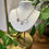 Thumbnail: Serenity Necklace - Silver, 14k Gold and Moissanite